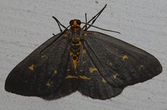 Abraxas poliaria