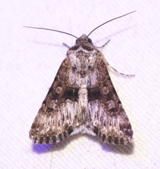 Sympistis occata