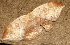 Lissoblemma lunuliferata