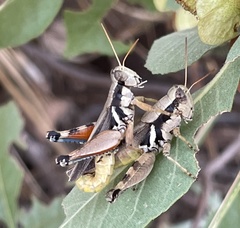 Melanoplus glaucipes