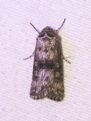 Sympistis occata