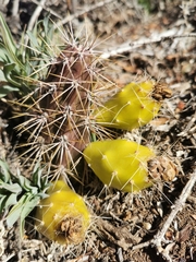 Austrocactus spiniflorus