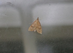 Udea fulvalis