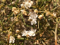Trigastrotheca molluginea
