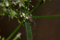 Zygiella montana