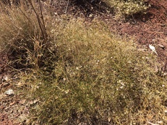 Trigastrotheca molluginea