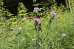 Cirsium vulgare