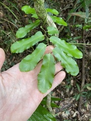 Lygodium reticulatum