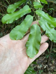 Lygodium reticulatum