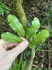 Lygodium reticulatum