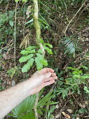 Lygodium reticulatum