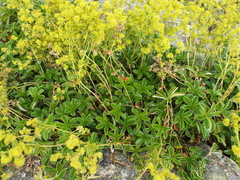 Alchemilla saxatilis