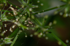 Zygiella montana