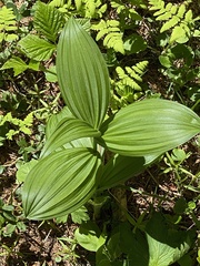 Veratrum album