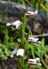 Prasophyllum brevilabre