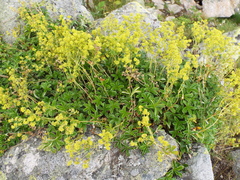 Alchemilla saxatilis