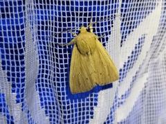 Mythimna pallens