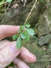 Synostemon albiflorus