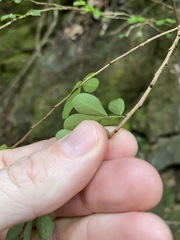 Synostemon albiflorus