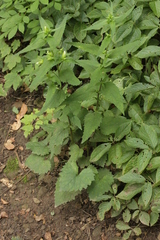 Campanula trachelium