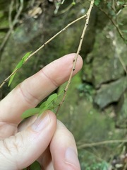 Synostemon albiflorus