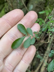 Synostemon albiflorus