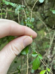 Synostemon albiflorus