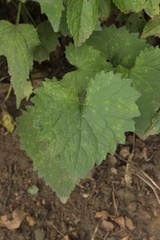 Campanula trachelium