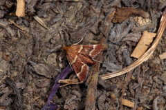 Stemmatophora combustalis