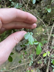 Synostemon albiflorus