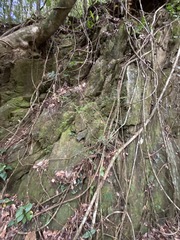 Synostemon albiflorus