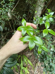 Alyxia oblongata