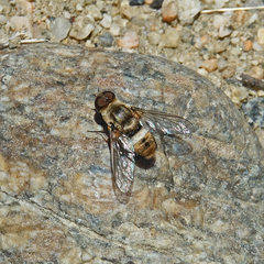 Neodiplocampta