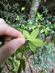Alyxia oblongata