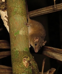 Antechinus subtropicus
