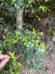 Alyxia oblongata