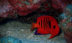 Centropyge loriculus