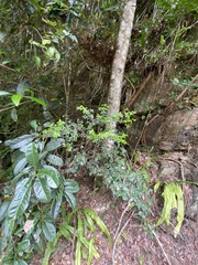 Alyxia oblongata