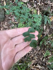 Adiantum atroviride