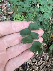 Adiantum atroviride