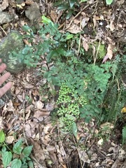Adiantum atroviride