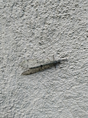 Distoleon tetragrammicus