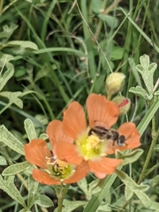 Calliopsis subalpina