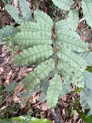 Cupaniopsis flagelliformis