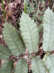 Cupaniopsis flagelliformis