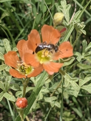 Calliopsis subalpina