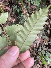 Cupaniopsis flagelliformis