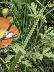 Calliopsis subalpina