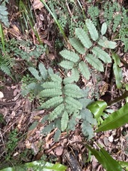 Cupaniopsis flagelliformis
