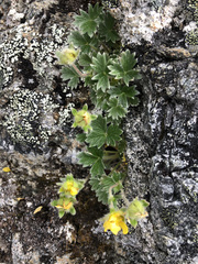 Potentilla × villosula